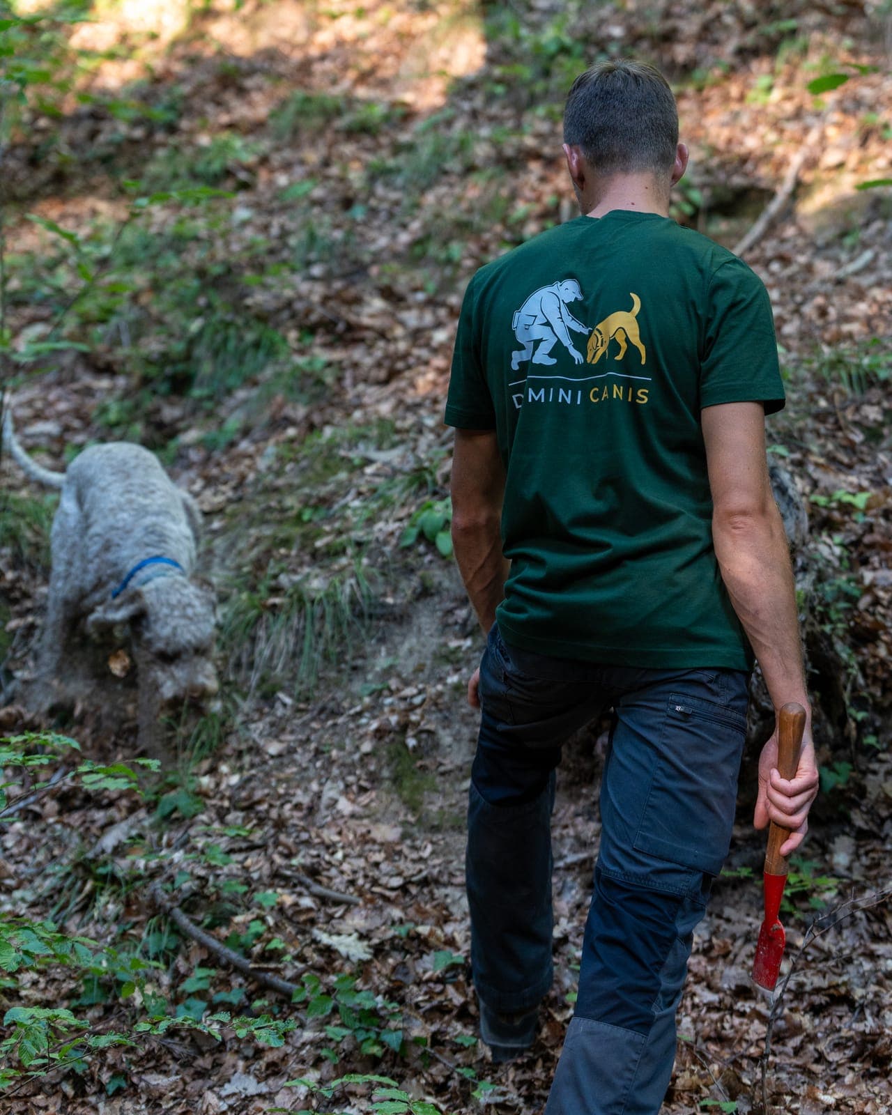 Lagotto Romagnolo — prepoznatljiva kovrčava dlaka