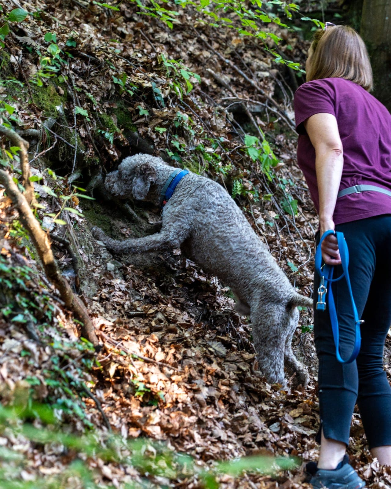 Lagotto Romagnolo u radu na terenu