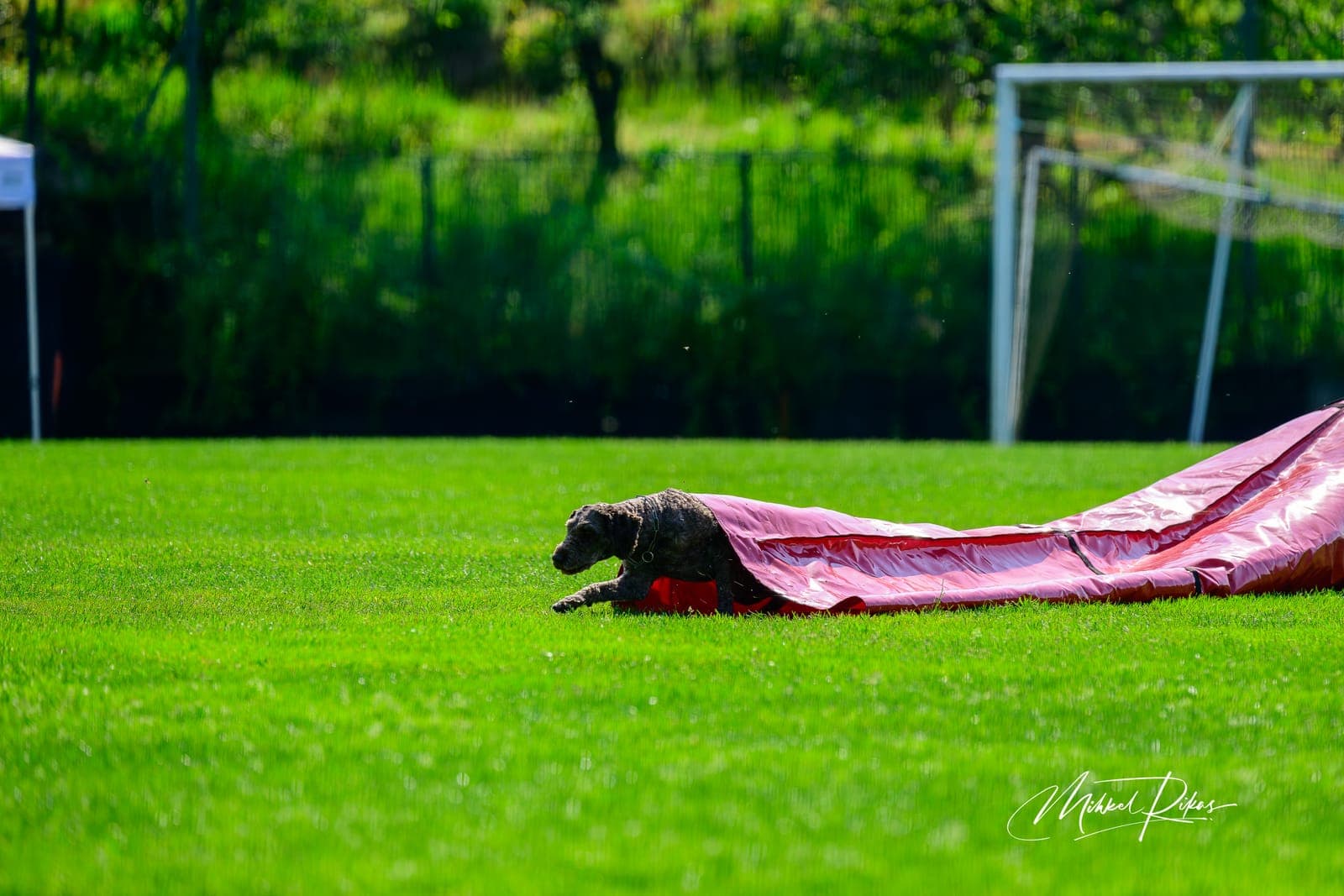 Lagotto Romagnolo na agility poligonu