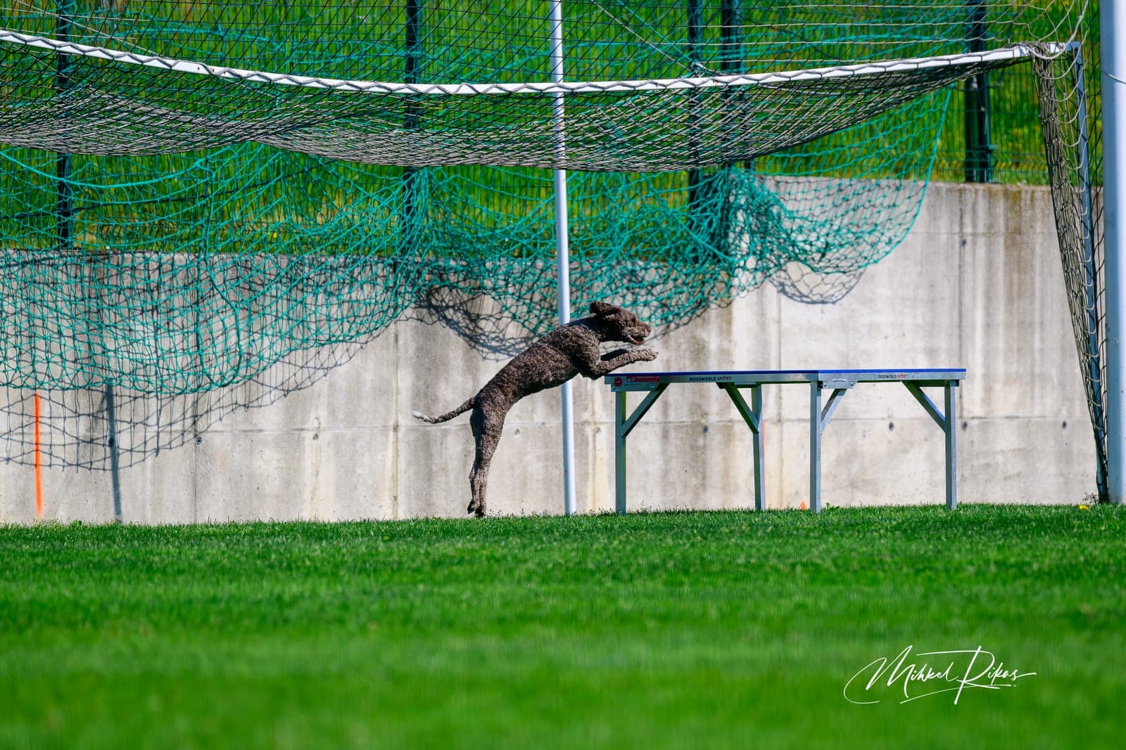 Lagotto Romagnolo — nježan obiteljski pas
