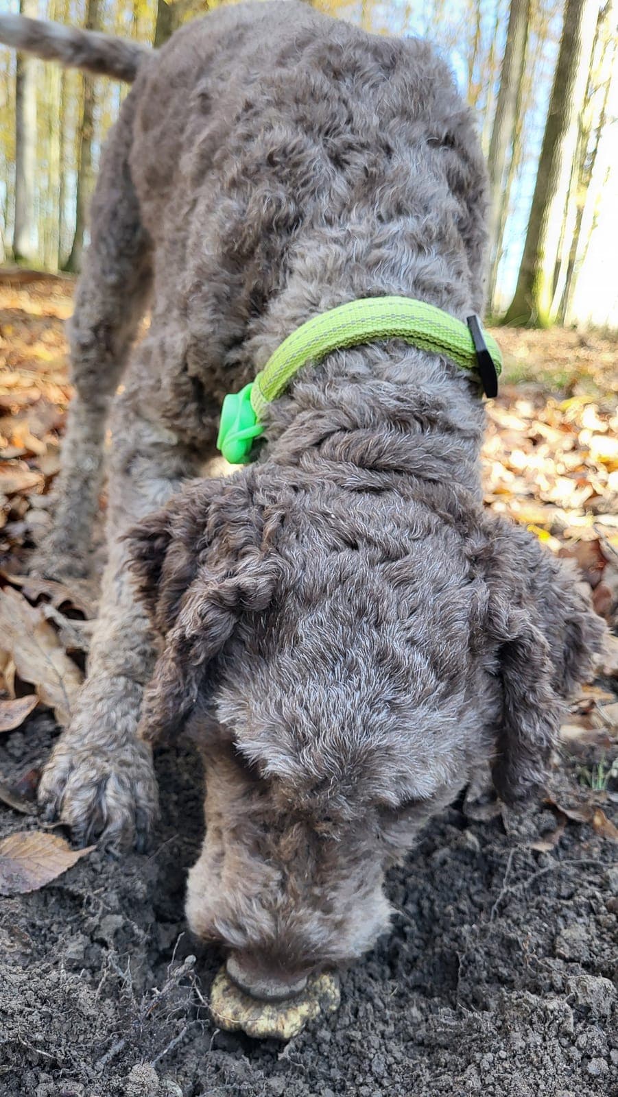 Lagotto Romagnolo njuši tijekom treninga