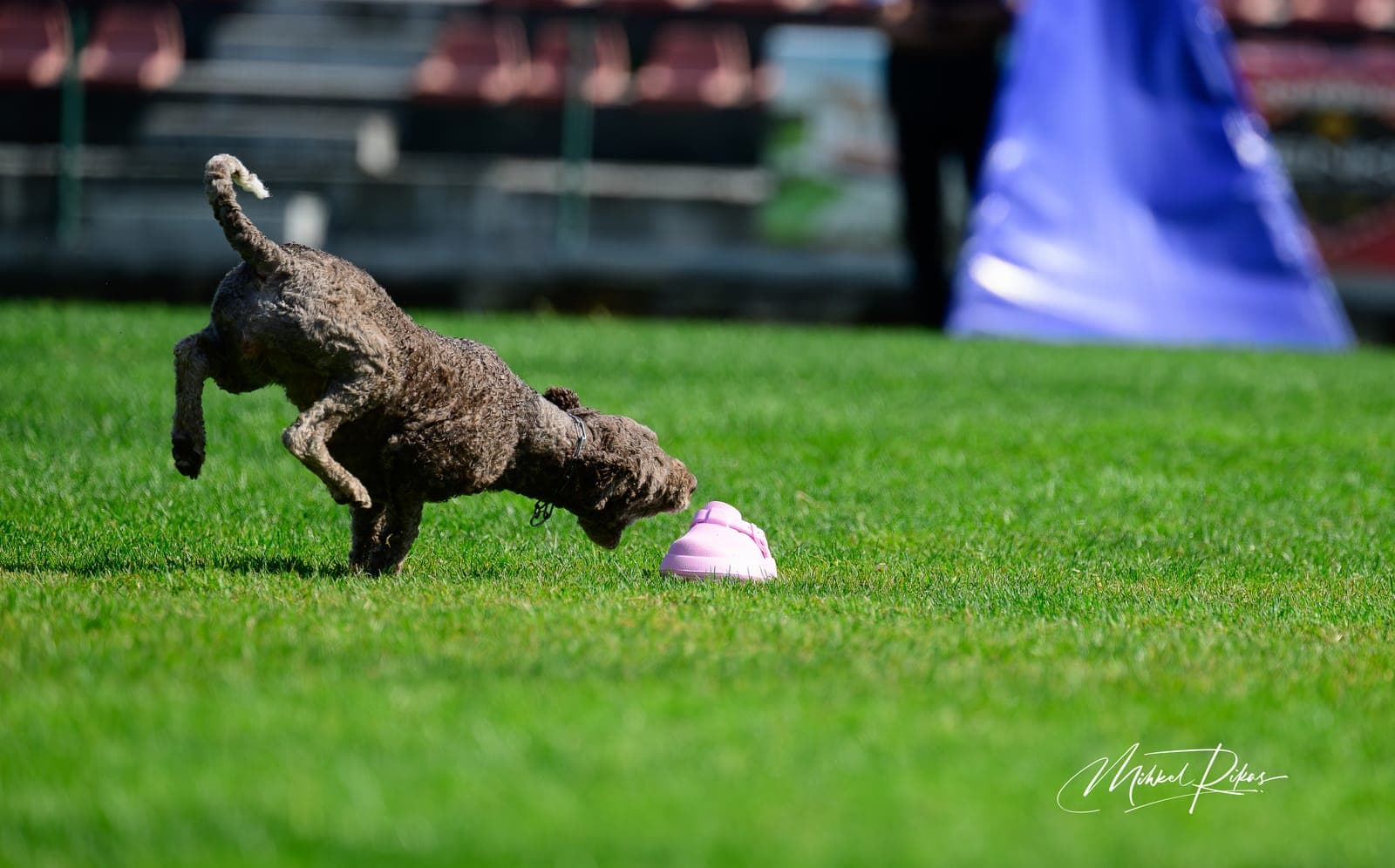 Lagotto Romagnolo u spasilačkom radu