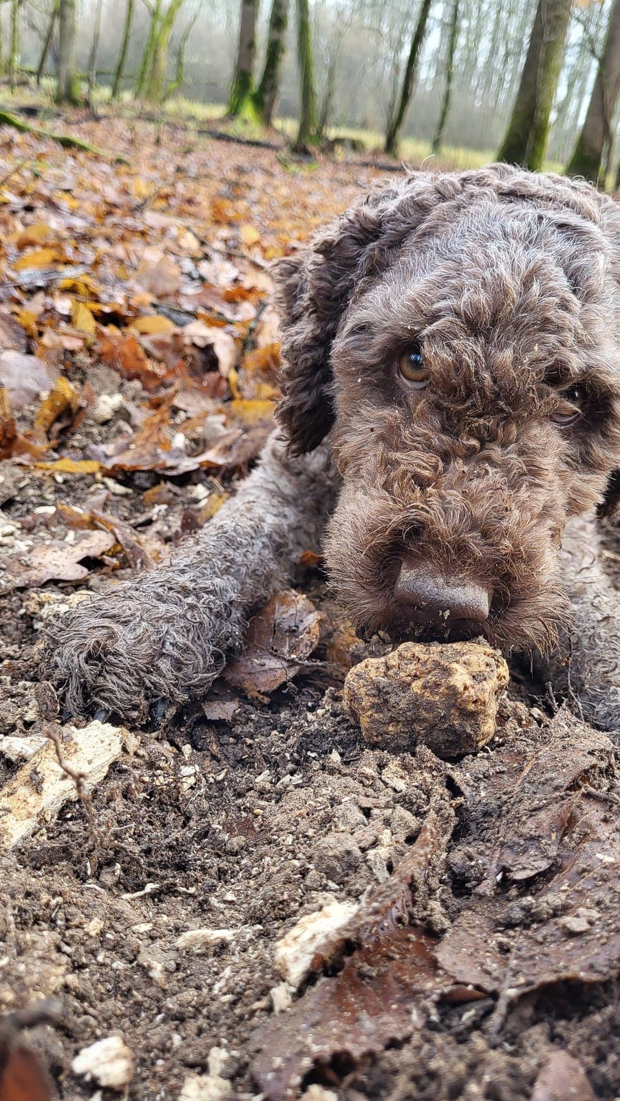 A Lagotto Romagnolo during truffle training