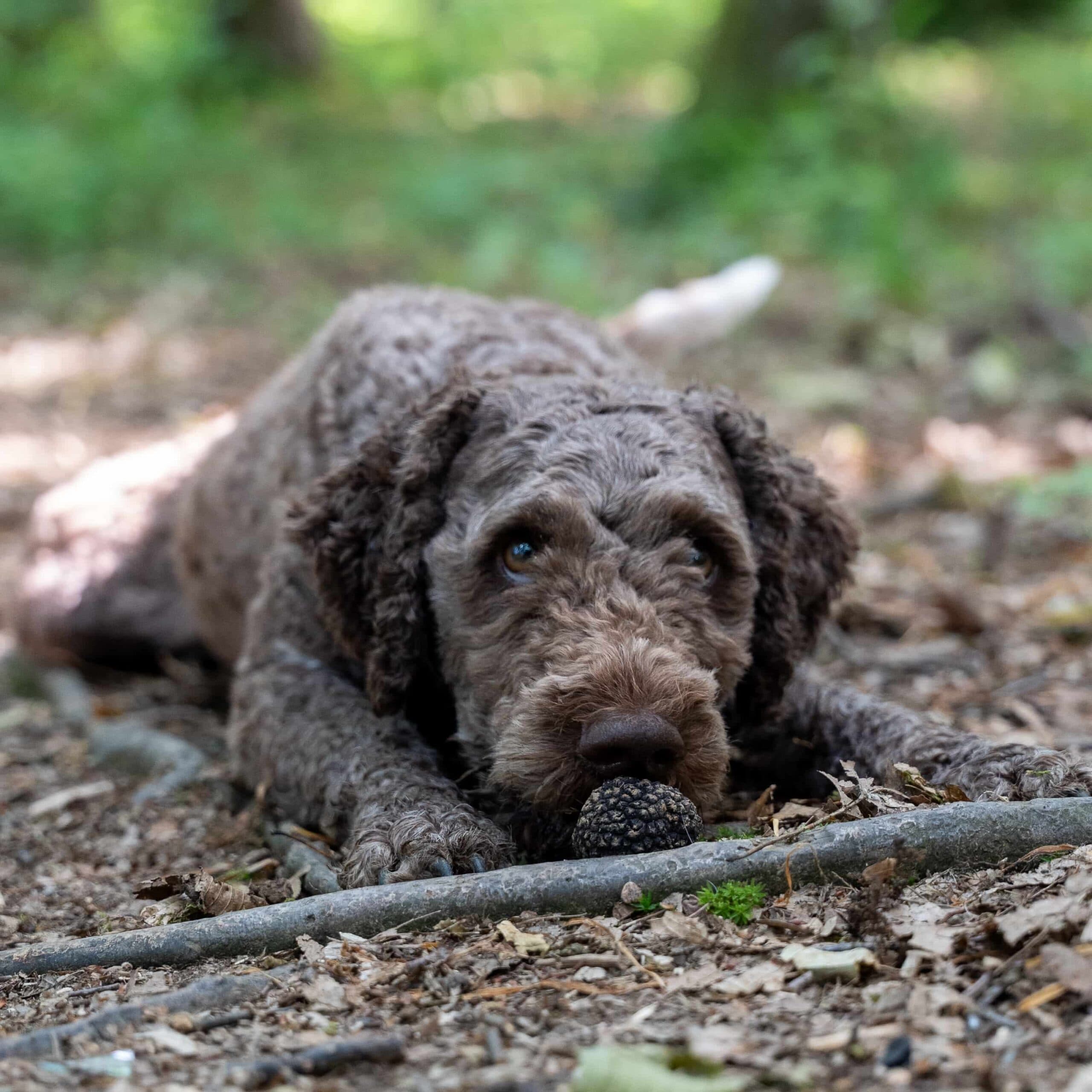 Lagotto leži uz pronađeni crni tartuf