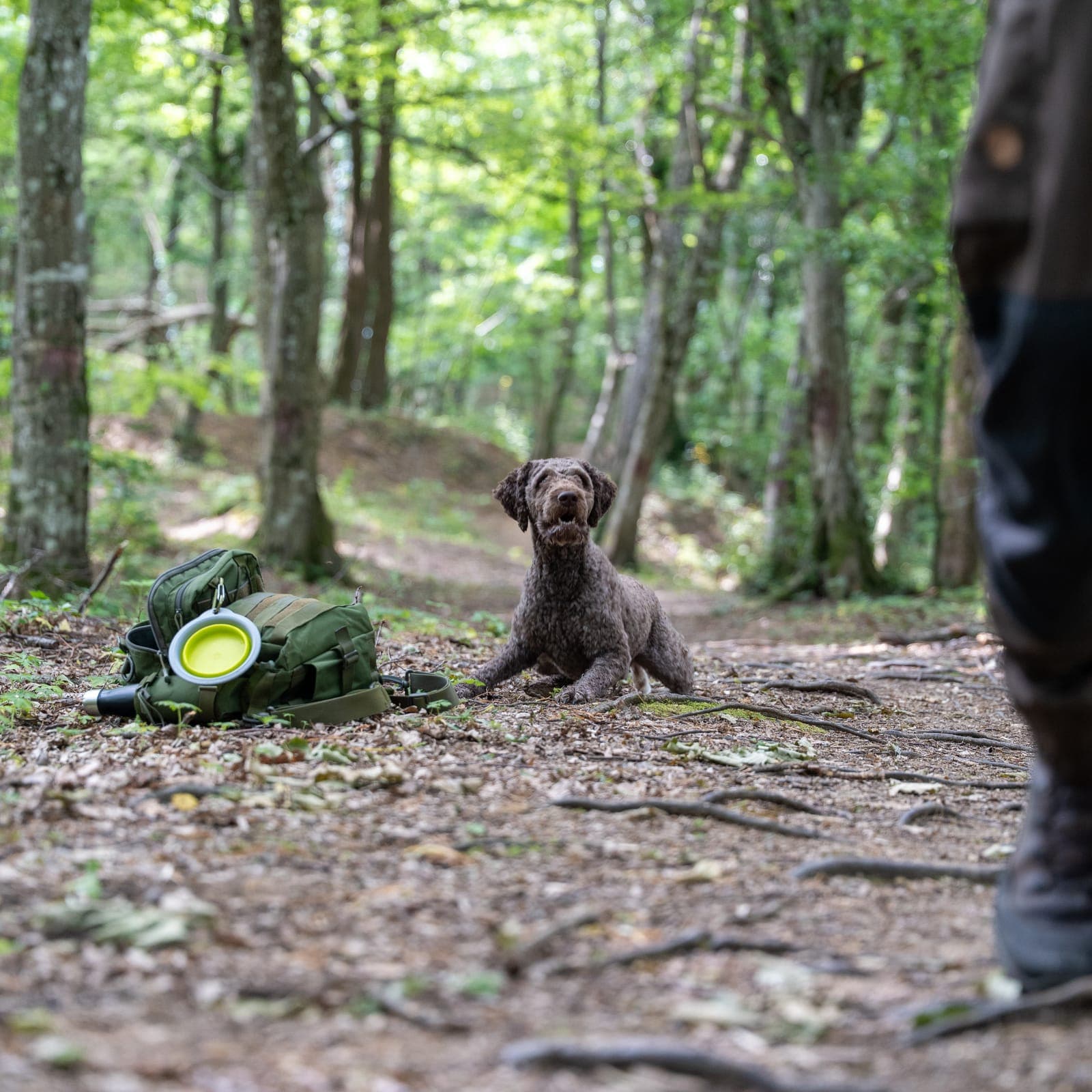 A truffle dog on a forest trail with gear